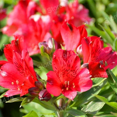 200pcs/bag Alstroemeria Plants mix Peruvian Lily Plantas Princess lily colorful flower gardenling lily bonsai flower Plante home - Цвет: Коричневый