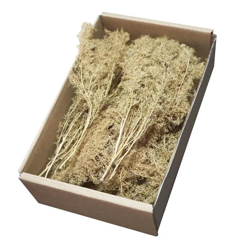 Miniature model  Chenopodium spinosum  Train sand table  War scene model  DIY transformation materials 3