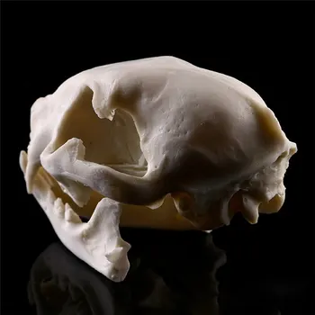 

New Realistic Cat Skull Resin Replica Teaching Skeleton Model Aquarium Halloween Props