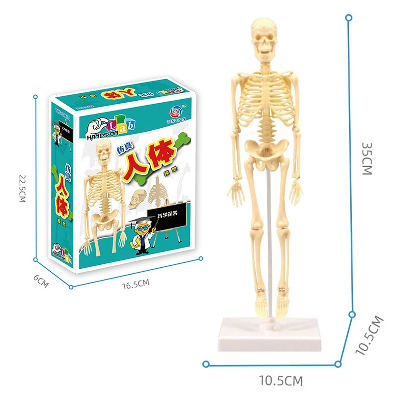 Modèle de torse du corps humain 3D, assemblage éducatif, apprentissage,  jouets de bricolage, organes du corps humain, outils d'enseignement, jouet  d'apprentissage précoce pour enfants - AliExpress