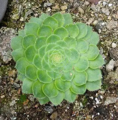 100 шт свежий настоящий Aeonium tabuliforme S-Mingjing-Succulent