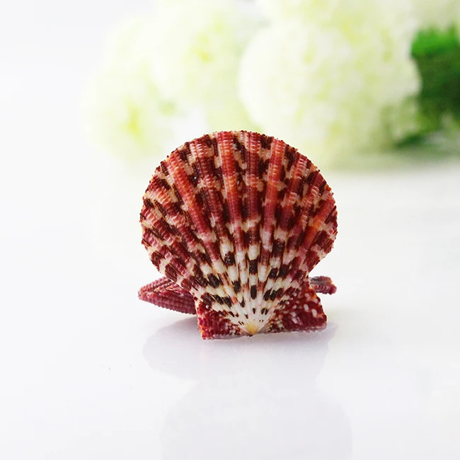 New Shell Conch Oil Painting Sea Fan Specimen Snail Photography Props Platform Wall Aquarium Micro-landscape Ornaments Specimens