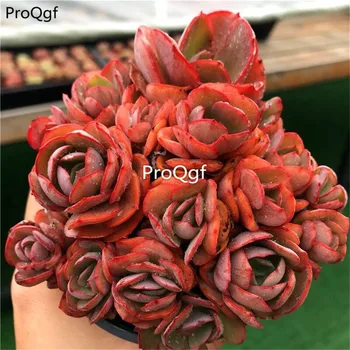 

Ngryise 5Pcs A Set succulent xiuyan