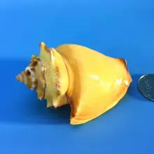 7-9cm Natural conch gold aquarium landscaping ornaments home decoration sea wall decoration nautical decor party decor sea