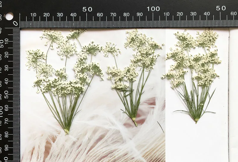 100pcs,Natural Pressed forget-me-not flowers with Stem,Real Dried Flower  for DIY Wedding invitation Craft Bookmark Gift Cards