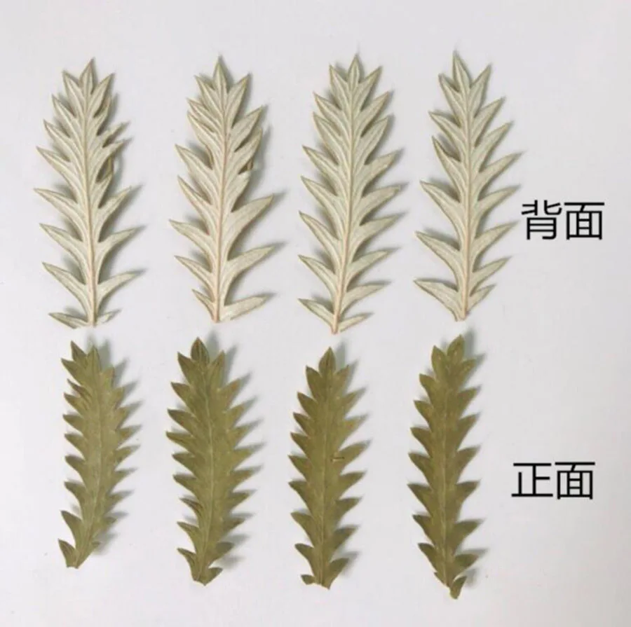 60 шт прессованный высушенный натуральный Ranunculus Japonicus Thunb листья гербарий из растений ювелирные изделия открытка с пригласительным билетом чехол для телефона DIY