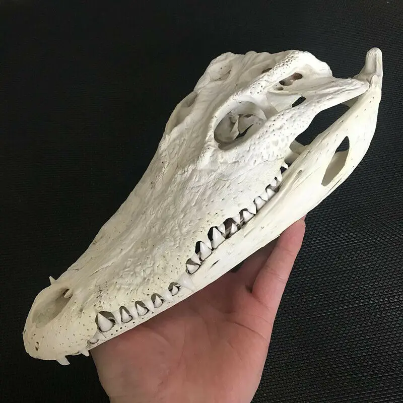 1pcs Real Bone Crocodile Head Decor Skull Legal Breeding Natural Disinfection Bones about 25cm Art Craft Decoration |