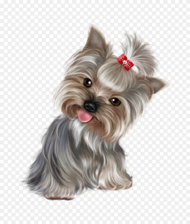 约克郡小猎犬小型雪纳瑞犬纯种犬夹艺术 3d狗png图片素材免费下载 图片编号 Png素材网