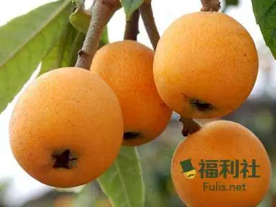枇杷的营养价值,枇杷的热量,枇杷的成分有这些! 枇杷的营养价值,枇杷的热量,枇杷的成分有这些!