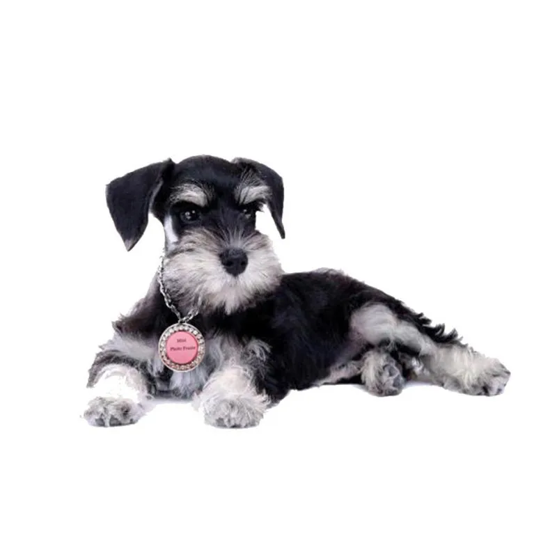 Мини-фоторамка со стразами для собак и кошек DIY LOVE/Star/Round Pink Puppy ID Tag ожерелье ювелирное жемчужное ожерелье# LR2