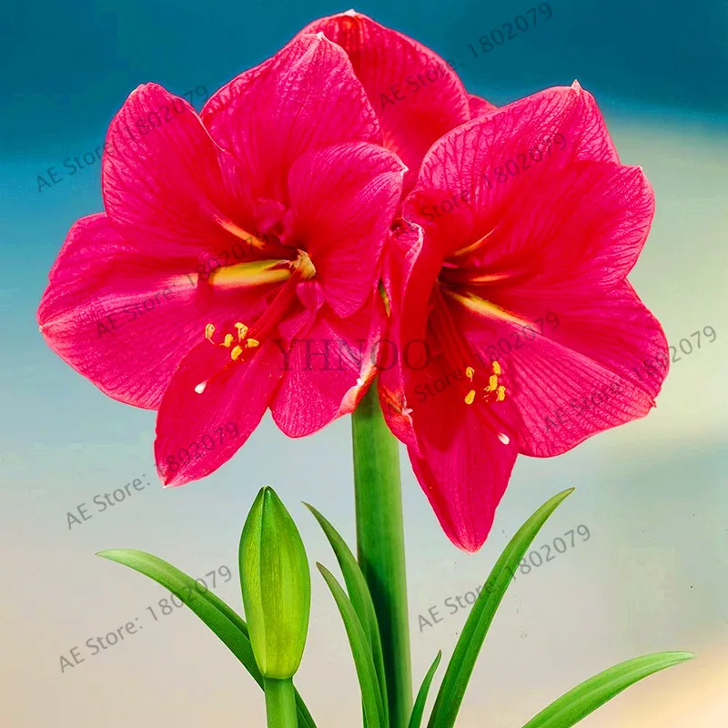 Красивая расцветка amaryllis цветок карликовые деревья, 100 шт./пакет, Hippeastrum rutilum, Высокая скорость прорастания - Цвет: 3