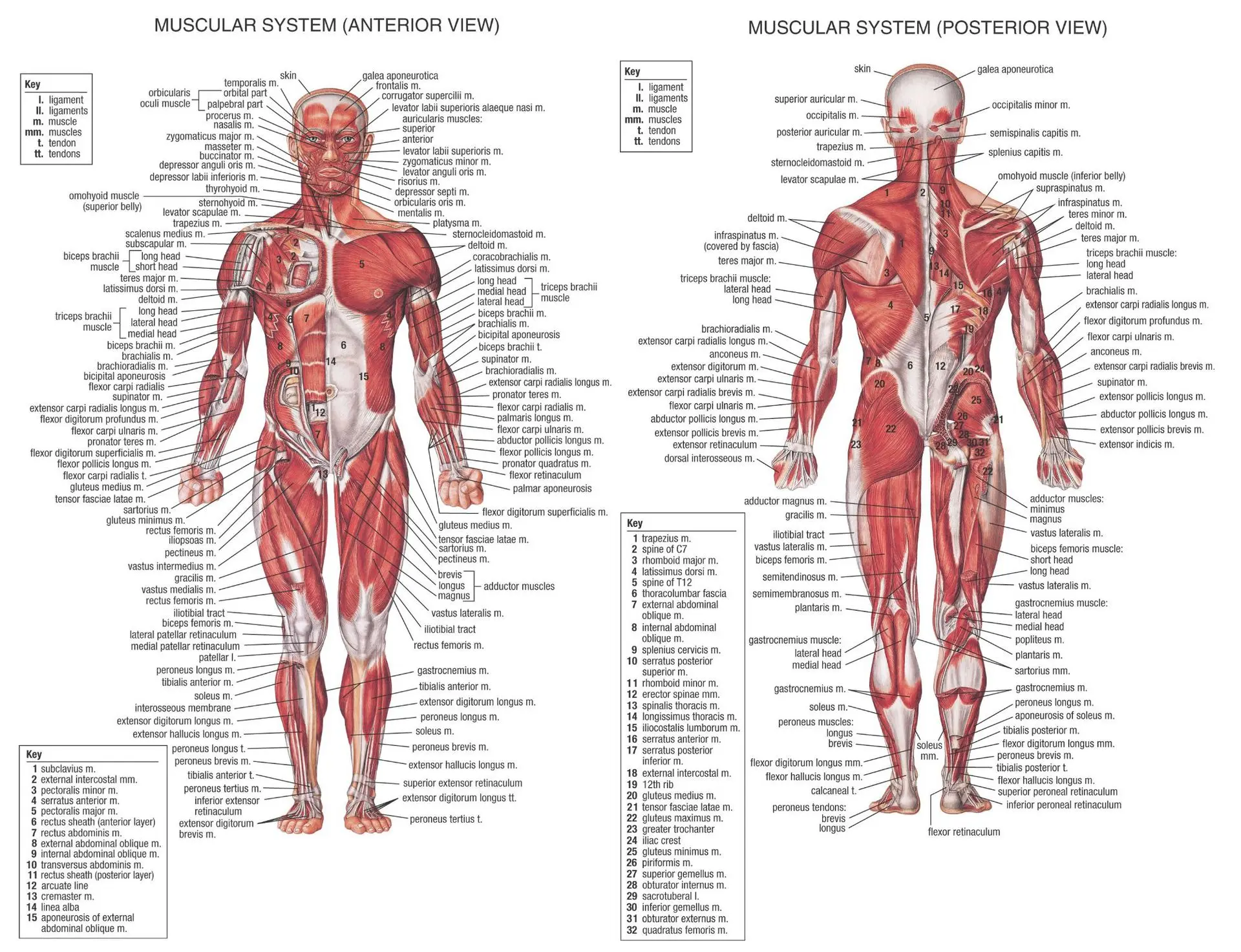 

Direct Selling English Version Human Skeleton Each Parts Analytical Poster Office Spray-print Frameless Canvas Painting Core