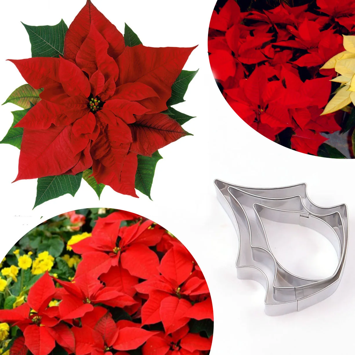 

Stainless Steel British-Style Sugar Flower Cutter Poinsettia Petal Leaves Cutter New Style Fondant Modeling Mould A354