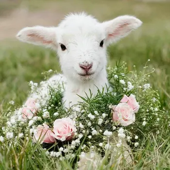 

Diamond painting lamb picture diy 5d diamond art animal full square / round mosaic canvas embroidery