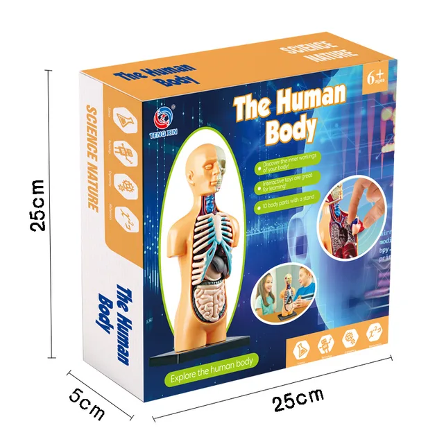 Children Science STEM Game Assembled Human Body Kids Educational Toy Skeleton Anatomy Organs Bones Kit STEM Toys 6
