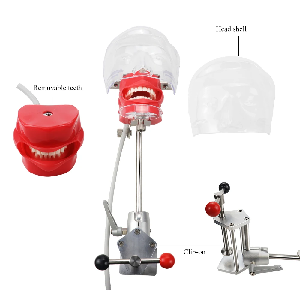 Symulator stomatologiczny Nissin manekin Phantom Dental Phantom głowa Model z 28 sztuk zęby w nowym stylu ławka do montażu dentystycznego