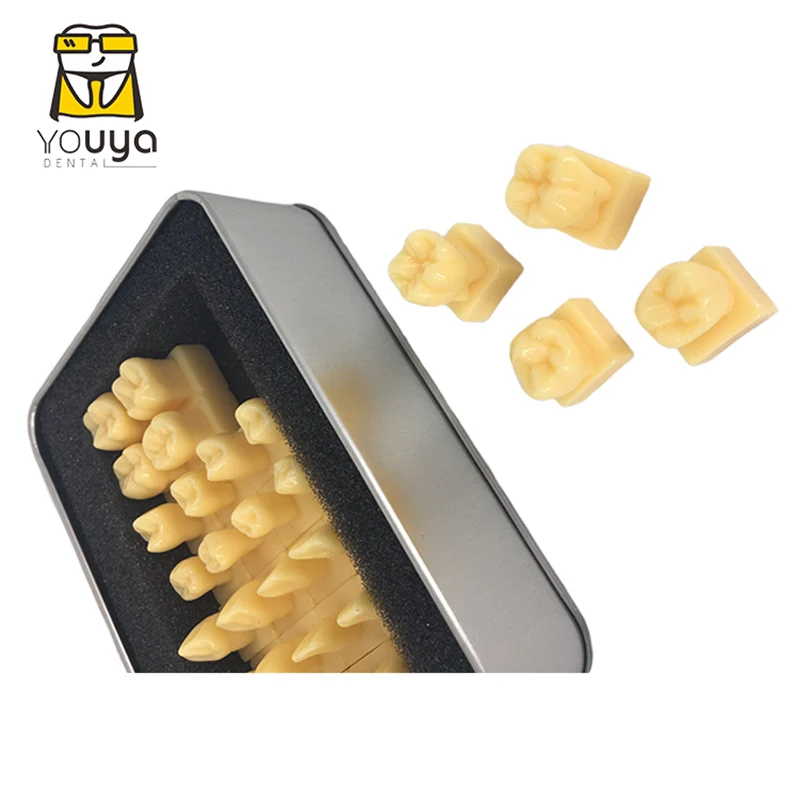 Dentist Dental Students With Tooth Structure And Practice Tooth Carving