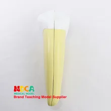 Человеческое тело собачьи Зубы Модель Стоматологическое шоу стоматолога демонстрационная медицинская обучающая модель Myc005