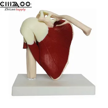 

Life Size Human Shoulder Joint Muscle Model Anatomy Model