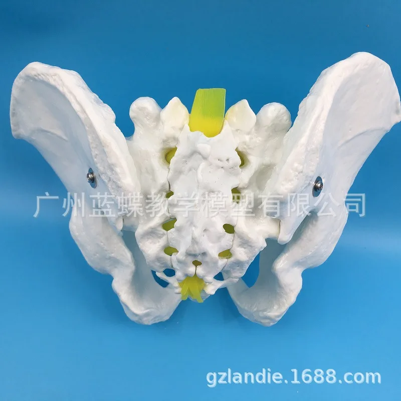 1:1 Male Pelvis Model Specimen Iliac Ischium Coccyx Model Human Pelvis Model Male Bone