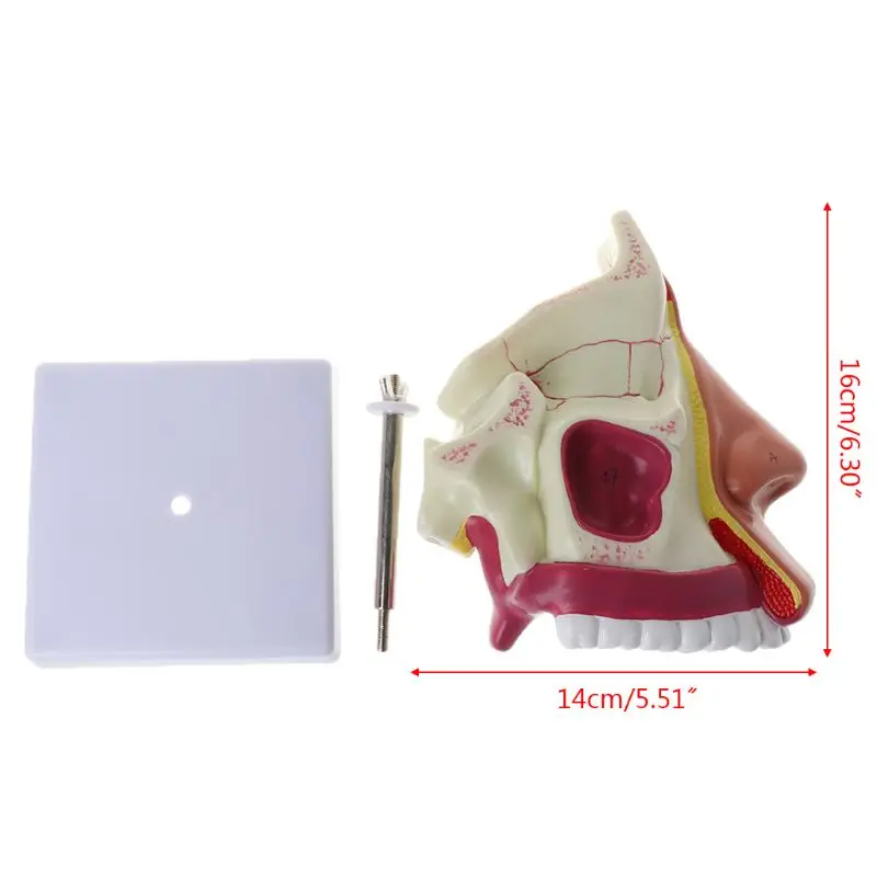 Human Nasal Cavity Anatomy Model Medical Nose Structure For Science Classroom Study Display Teaching | Канцтовары для офиса и