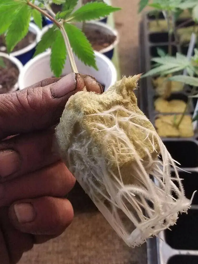 Кубики из минеральной ваты для выращивания семян компрессионная база