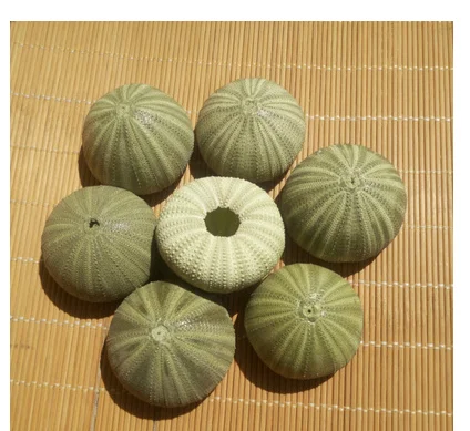 Природные раковины conchas зеленый морской урчин мусзелки дизайн окна украшения DIY
