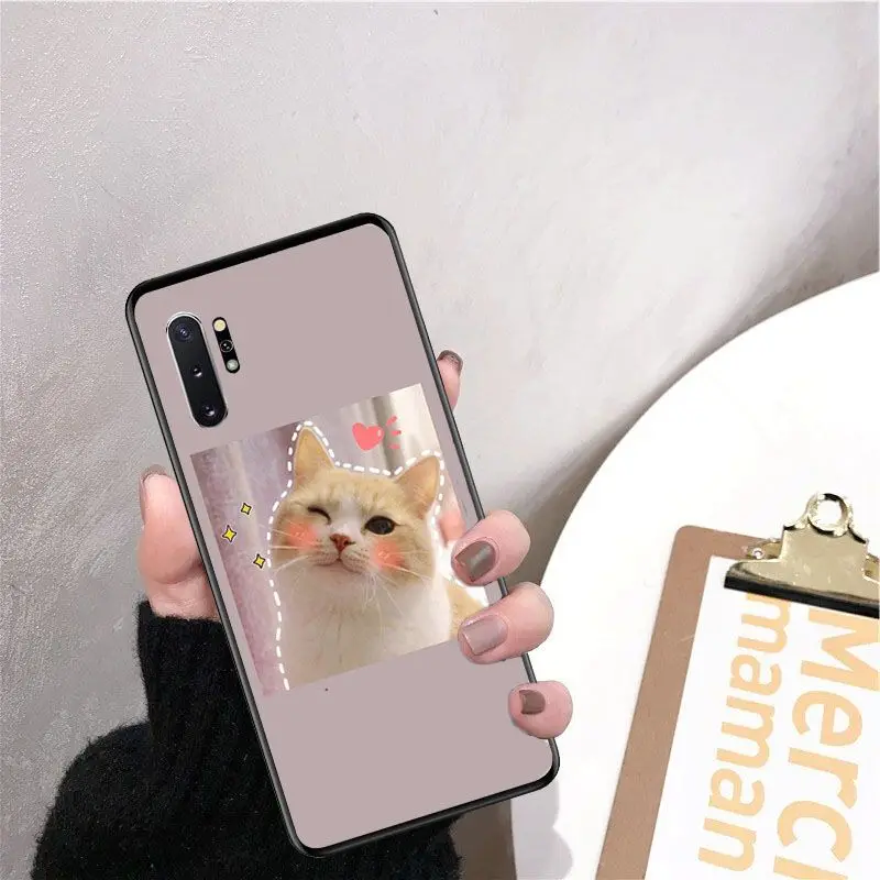 Cute funny funny kitten cat