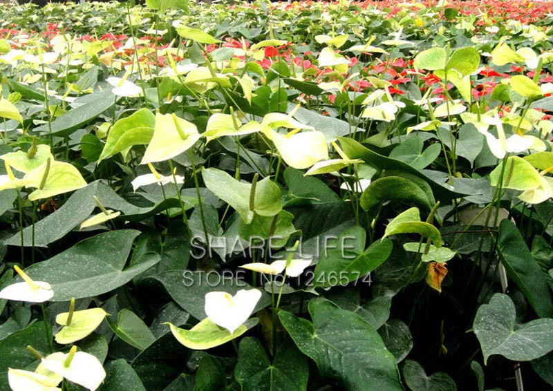 100/сумка редкий Цветочный бонсай Anthurium Andraeanu Бонсай балкон Горшечное растение Anthurium цветок бонсай для DIY домашний сад