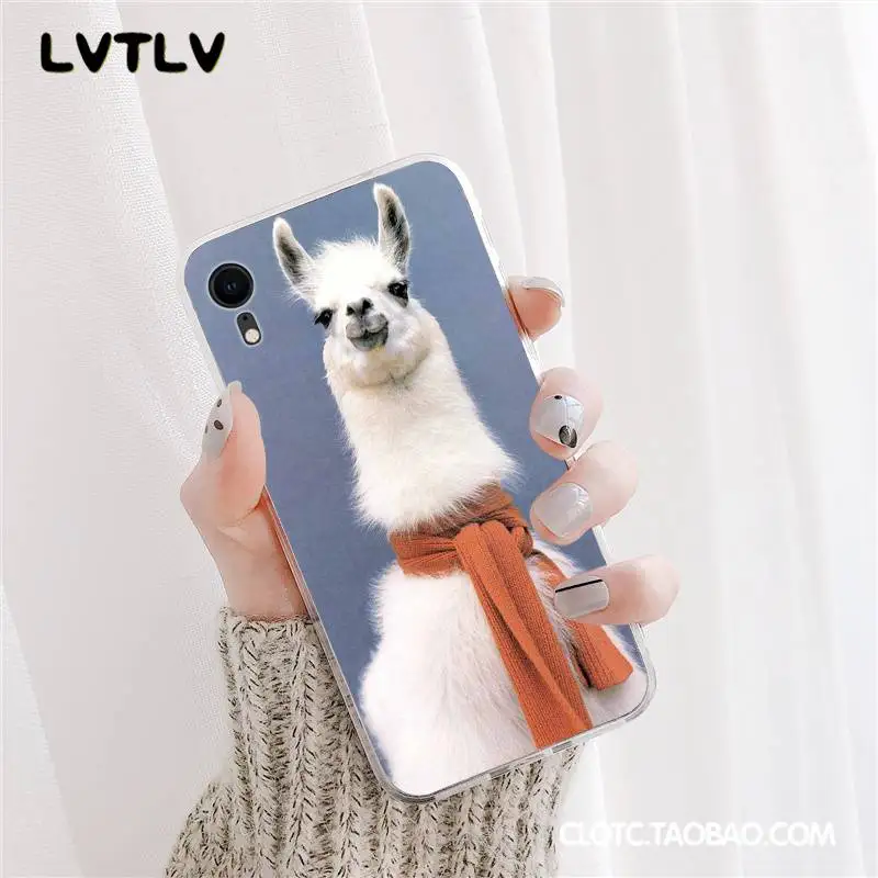 Lama Llama Alpacas Animal