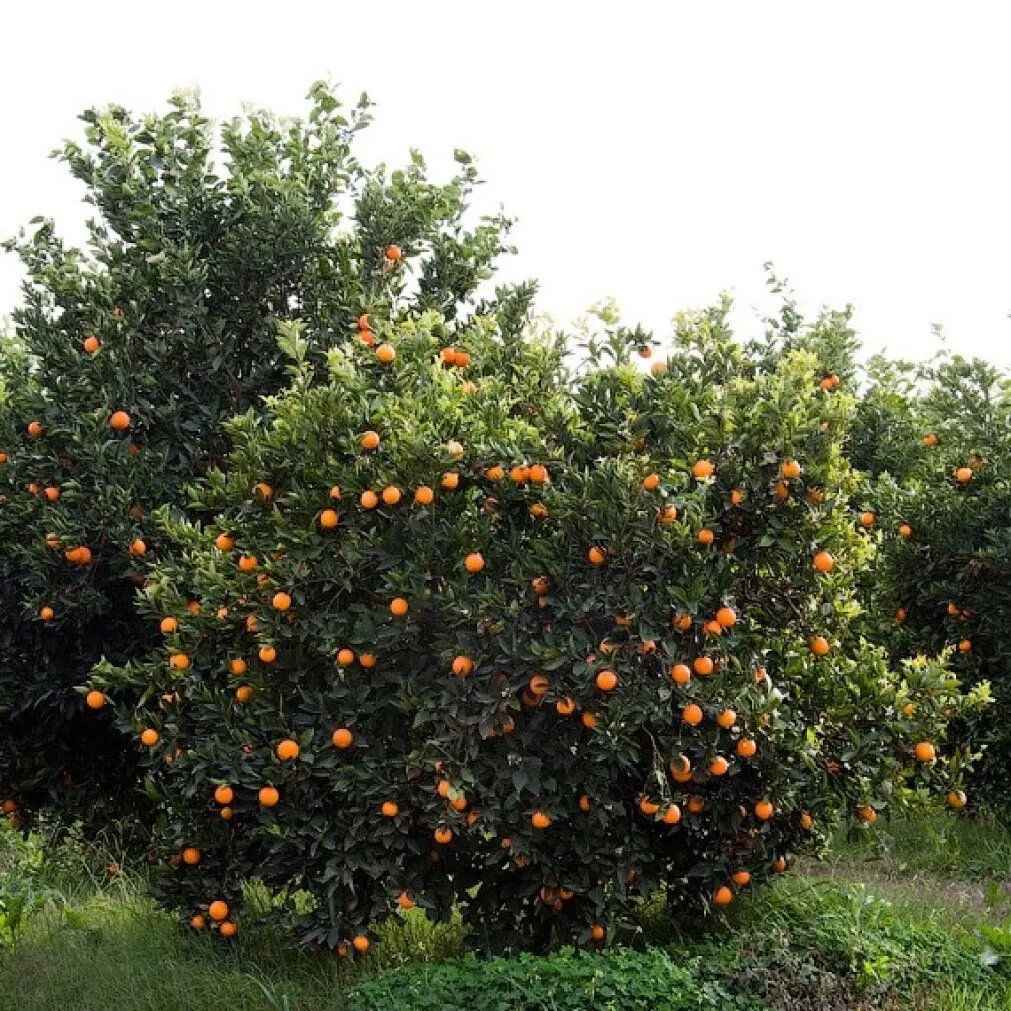 Mandarin Morocco seeds 10 PCs