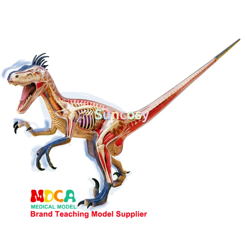 Anatomy-Velociraptor-Anatomy-29-Anatomy.jpg