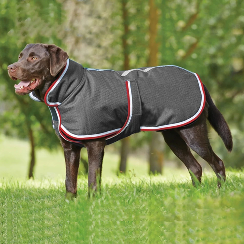 büyük ırk köpek yağmurluk