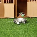 Sleeping cat C