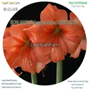 Ngryise 10 шт. набор Amaryllis hippeastrutilum - Цвет: 6