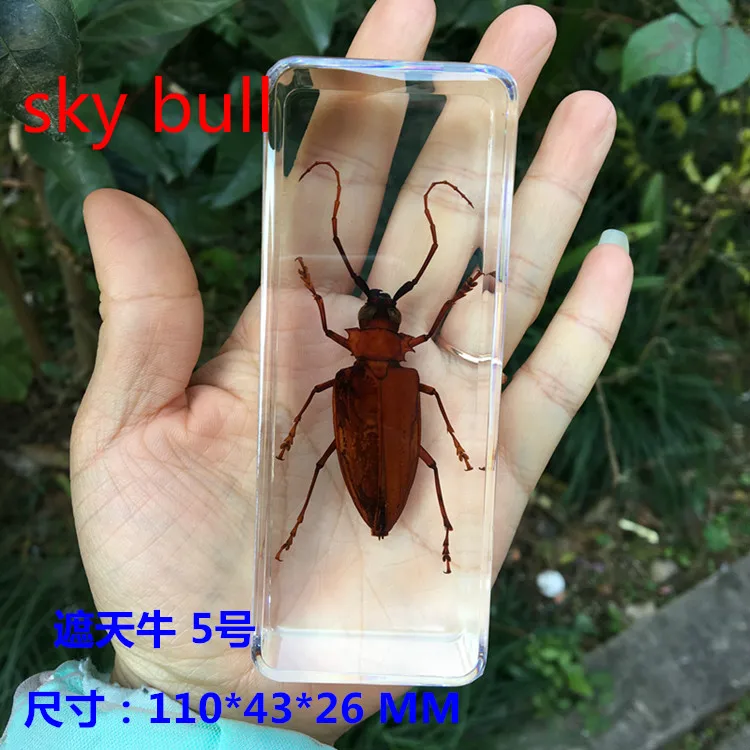 Resin Insect Specimen Handicraft Centipede Spider Beetle Scorpion Biological Sample  Boy Gift miniature brass figurines