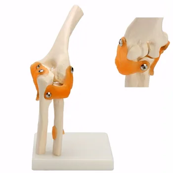 

Model Anatomical Anatomy Elbow Joint Medical Model Orthopedics Human Elbow Joint