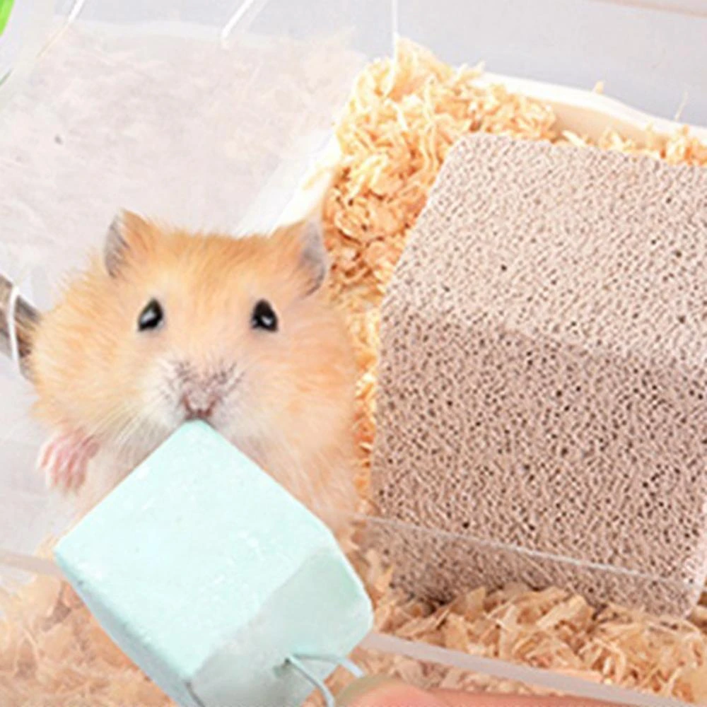 chinchilla rat pet
