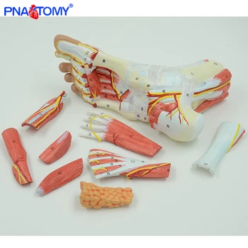 Life-Size Foot Anatomy Model 1