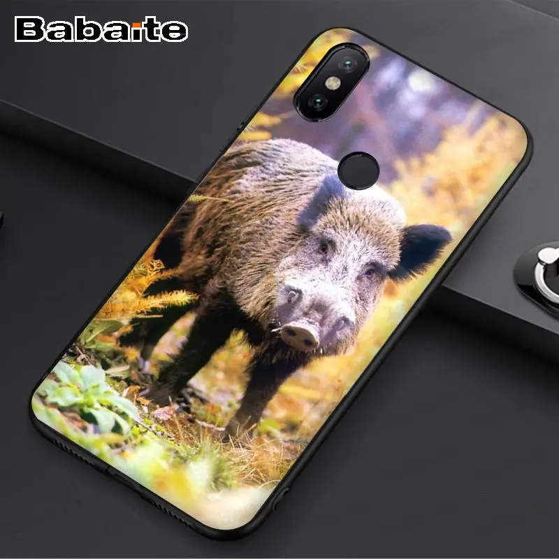 Wild Boar pig animal