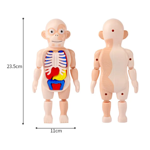 Human Body Anatomy Model Kid 3D Puzzle Educational Learning Organ Assembled Toy Body Organ Teaching Tool For Children STEAM Gift 6