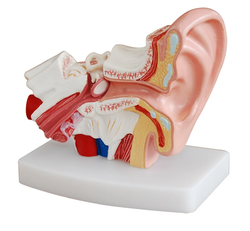 1,5 раз человеческий ушной анатомическая модель, показывающая структуру органов центрального и внешнего ушей, Медицинские Учебные принадлежности