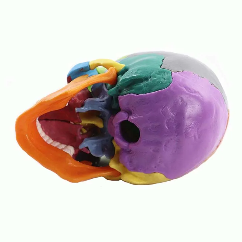 15 Parts Disassembled Medical Model 1:2 Human Head Skull Medical Science Teaching Resources