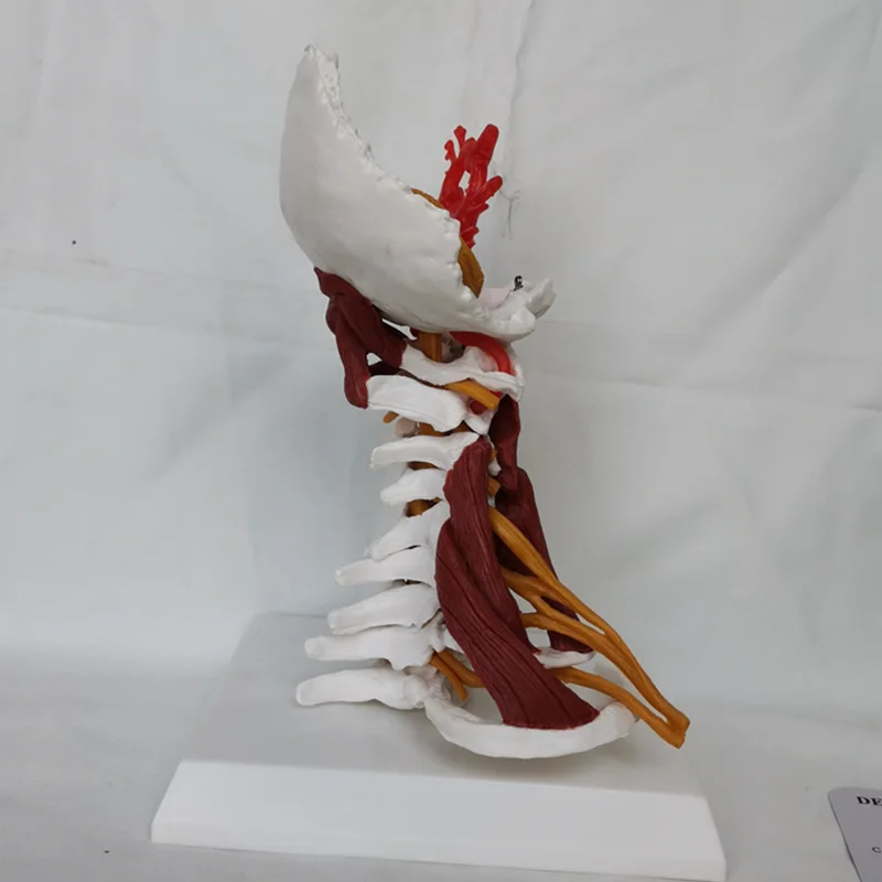 1:1 실물 크기 경추 모델, 경추 및 척추 신체 척추, 인체 해부학, 척수 골격, 의학 교육