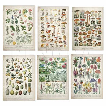 

Modular Picture Home Decor Canvas Print Nordic Wall Art Botanical Educational Poster Mushrooms Identification Reference Painting
