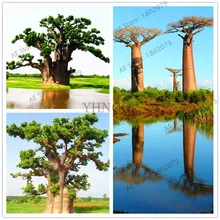 Содержит экстракт баобаба, 10 шт./упак. Австралийский редкий Baobab тропический гигантский посадки