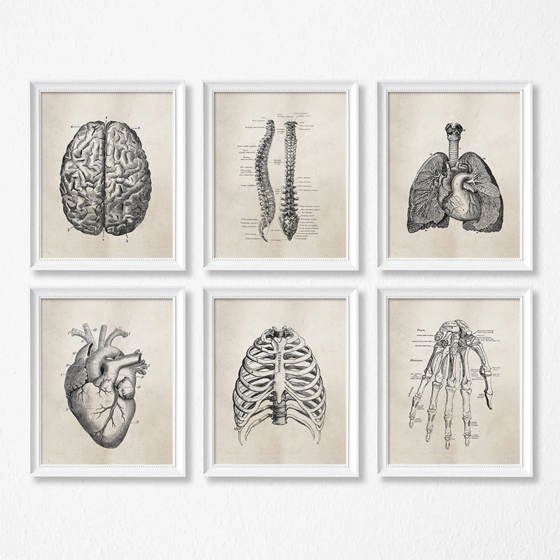 Human-Anatomy-Science-Vintage-Posters-Art-Prints-Medical-Anatomy-Canvas-Painting-Medical-Doctor-Clinic-Wall-Pictures