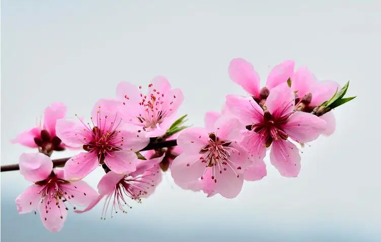 100 г засушенный натуральный цветок персика бутон сушеные цветы кухонные принадлежности