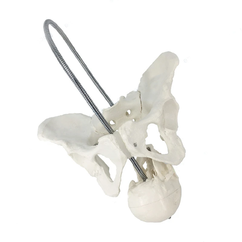 Female Childbirth Pelvis Anatomy Model Medical Science Teaching Resources