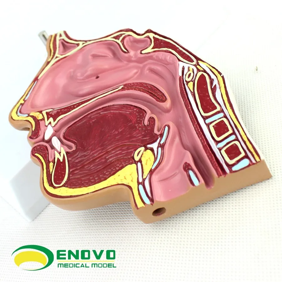 Anatomia da cavidade nasal humana